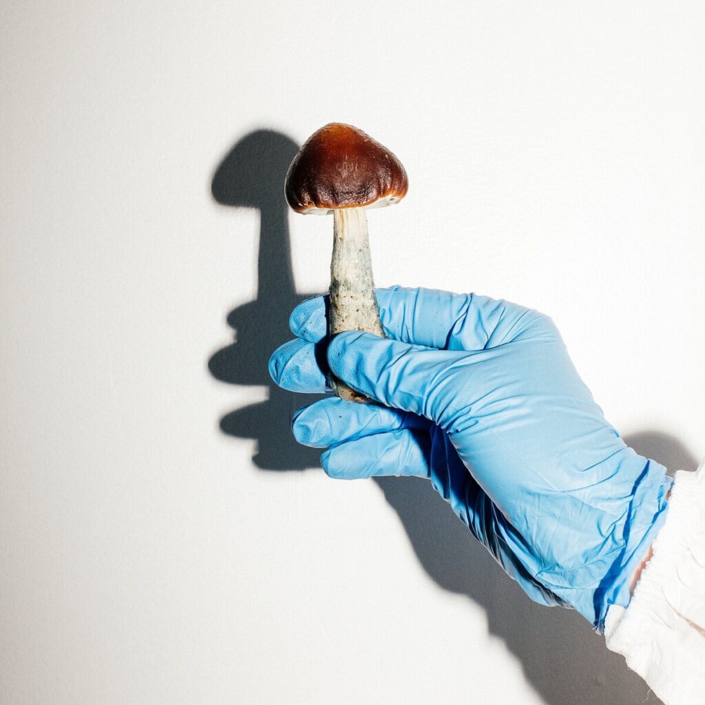 How Psychedelic Mushrooms Evolved Their Magic
