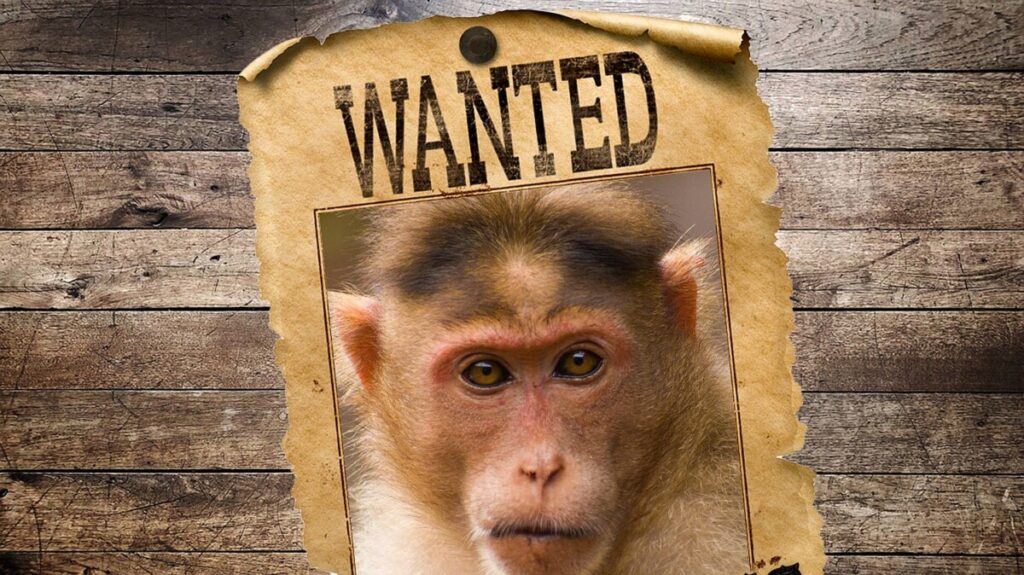 Mystery Behind Why 5 Monkeys Killed by Mississippi Deputies Is Solved