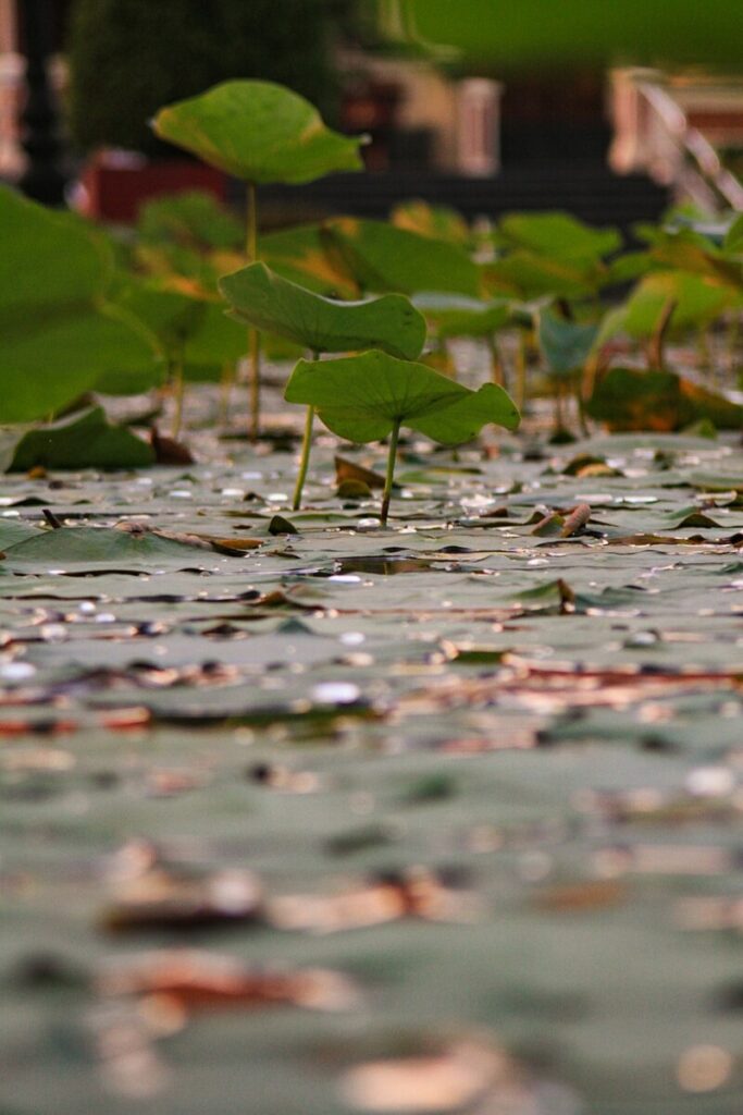 Natural Gas Falls on Shifting Weather Forecasts