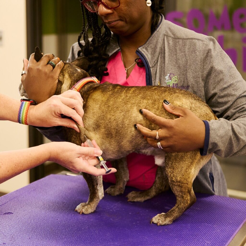 What To Know About Vaccinating Your Dog or Cat