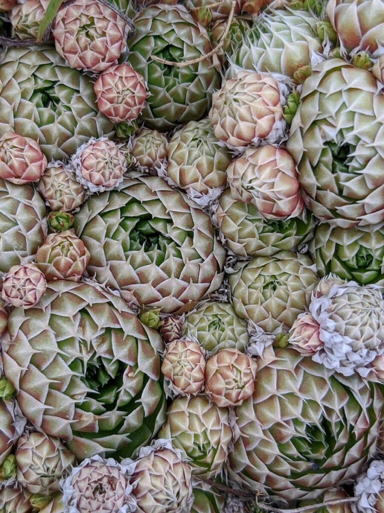 One House, Three Owners: The Ballooning Cost of the American Dream