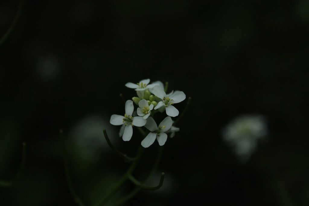 White House List of Donors for President Trump’s $300 Million Ballroom