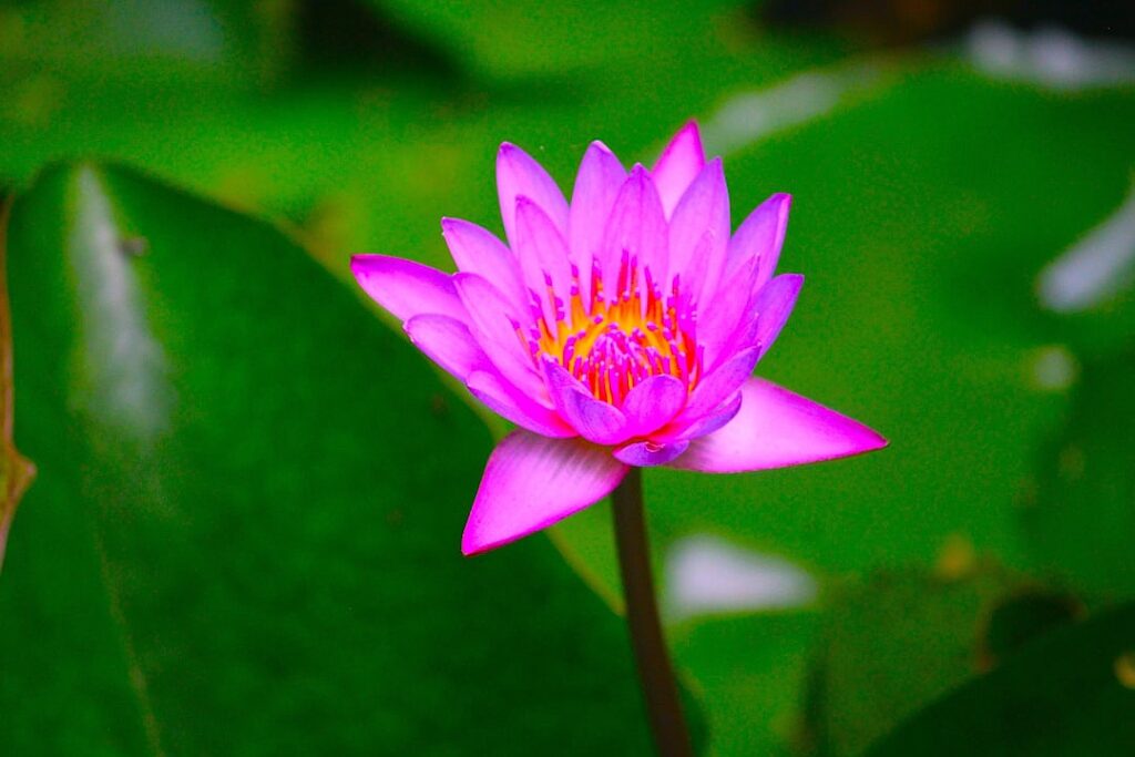 How do you replace a CEO like Tim Cook or Warren Buffett?