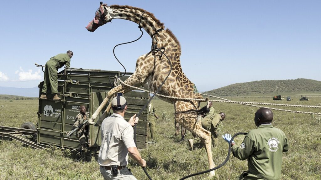 Photos of the Week: Christmas Market, Mountain Frost, Penguin Outing