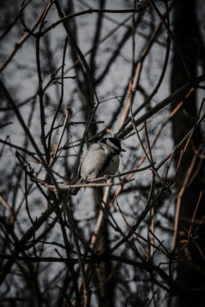 Bird Flu Ravaged the World’s Largest Elephant Seal Population, Study Finds