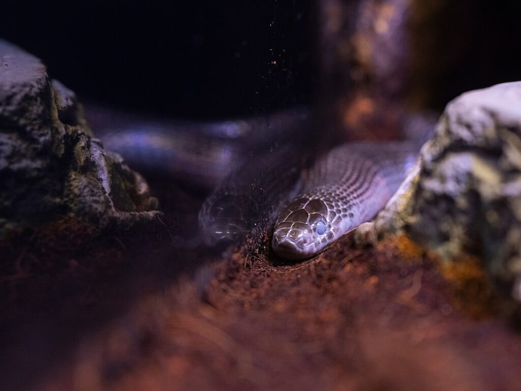 Dangerous addiction: America is fighting fentanyl with diplomacy