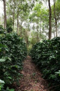 Arabica Coffee Prices Hit Record on U.S., Colombia Tariff Spat