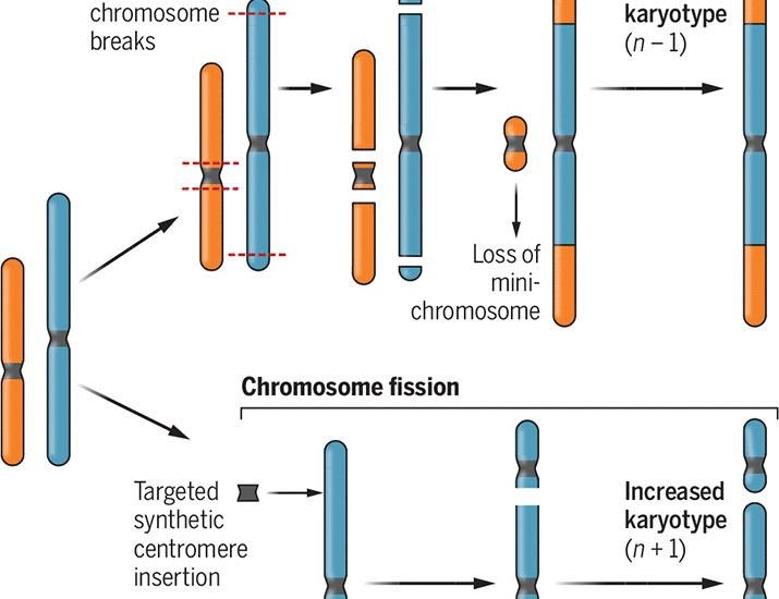 Engineering chromosome number in plants | Science