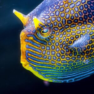 Where You See a Fancy Fish, Engineers See Alan Turing’s Math