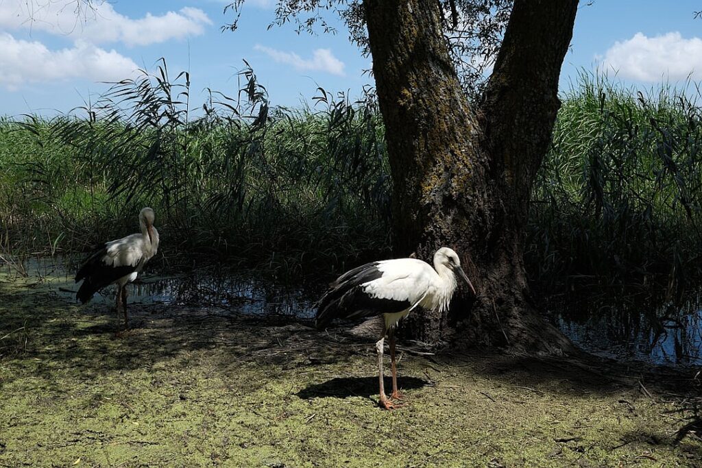 Toil and rubble: who will rebuild Gaza?