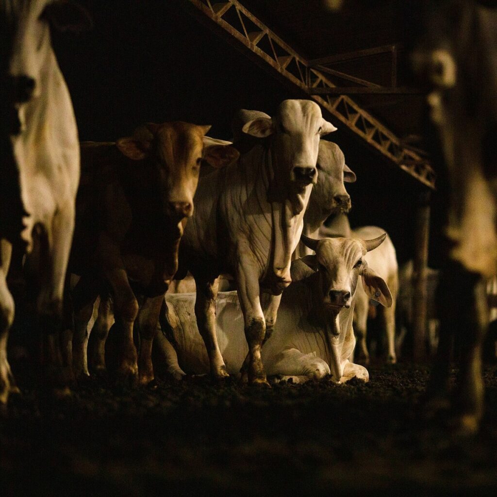 ‘Climate-Friendly’ Beef Now Has to Prove It