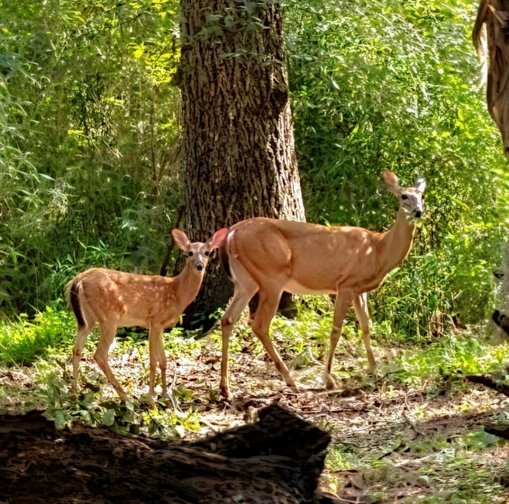 Does universal child care harm children?