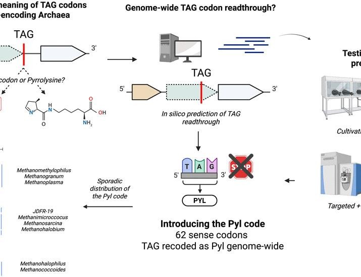 An archaeal genetic code with all TAG codons as pyrrolysine | Science