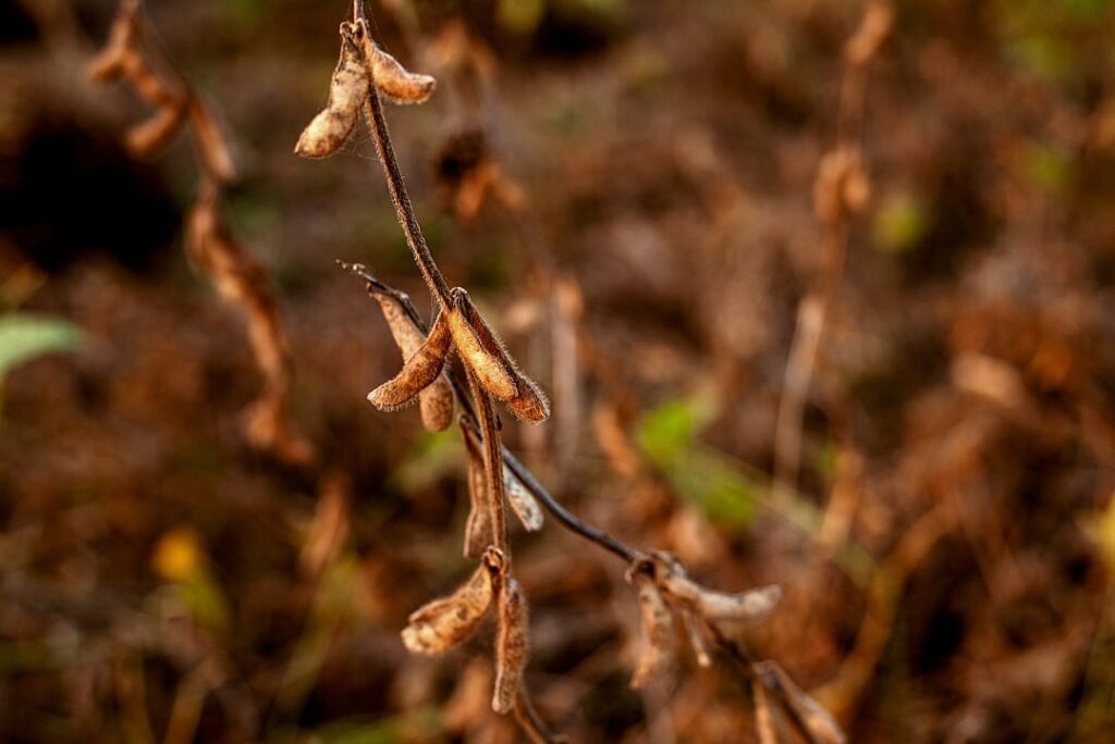 After Sheikh: what next for Bangladesh?