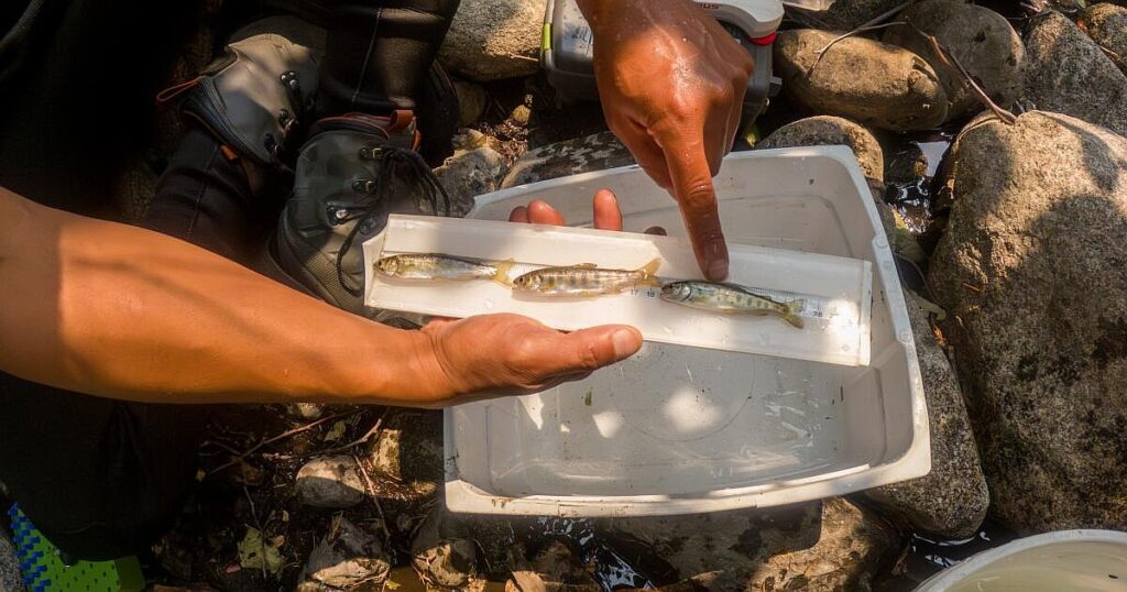 Salmon’s comeback pits nature against Trump administration