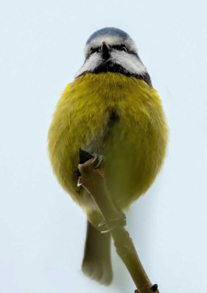Bird Flu Ravaged the World’s Largest Elephant Seal Population, Study Finds
