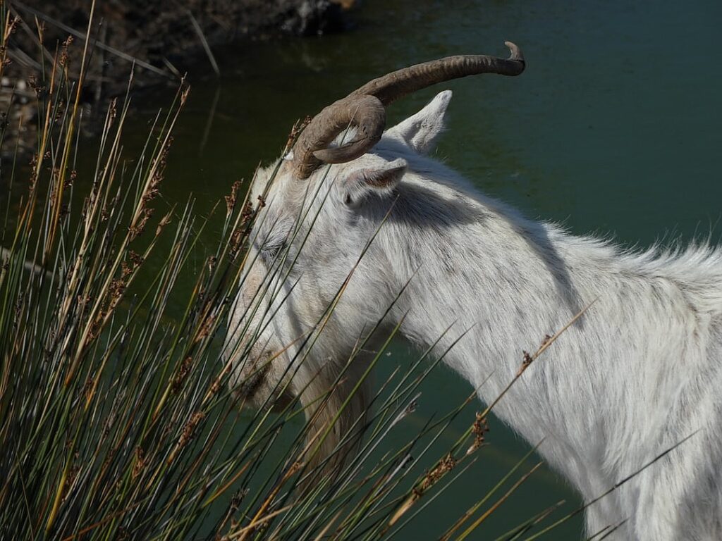 Does universal child care harm children?