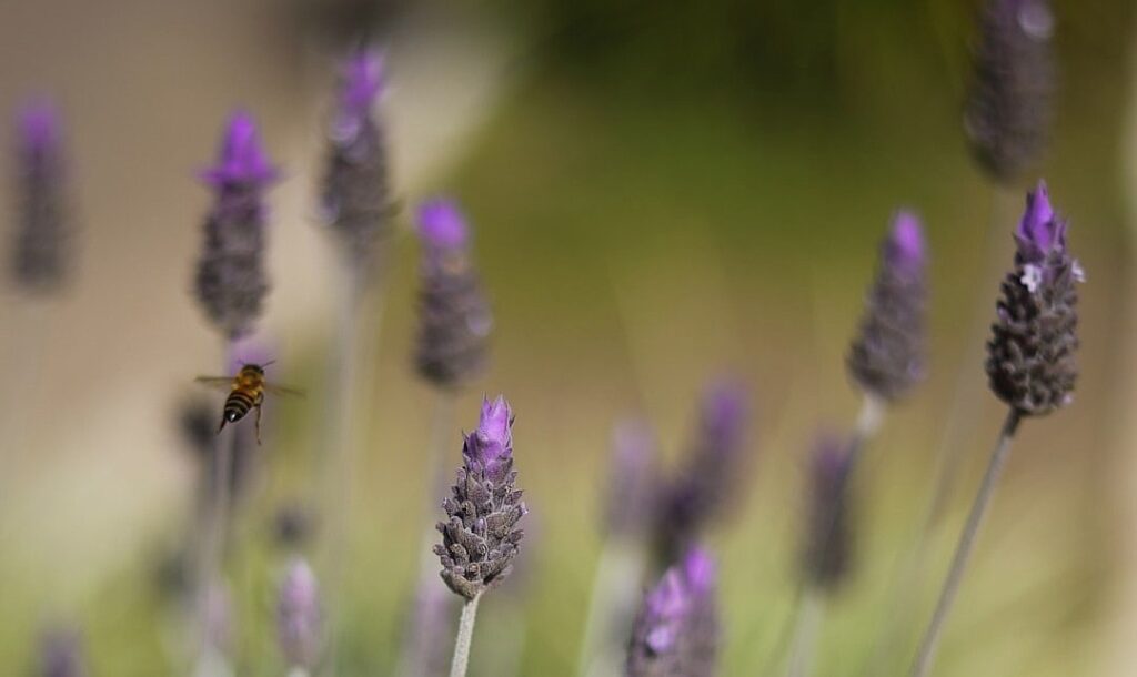 Do women need testosterone supplements?