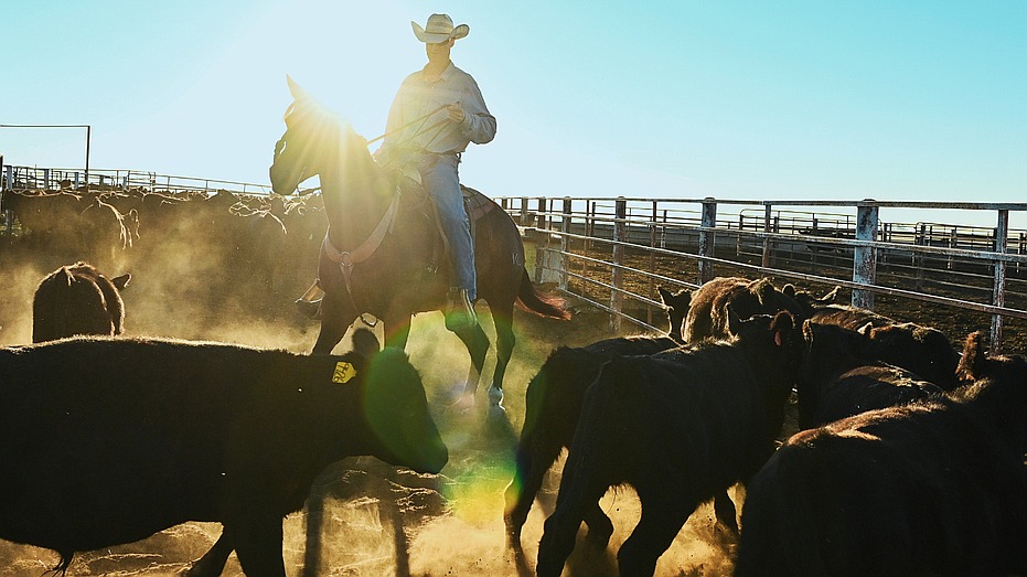 America’s smallest cattle herd in 70 years means rebuilding will take years and beef prices could stay high