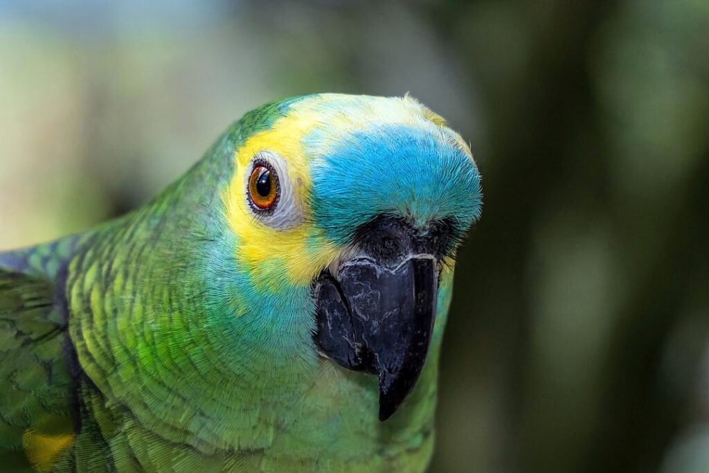 Bird Flu Ravaged the World’s Largest Elephant Seal Population, Study Finds