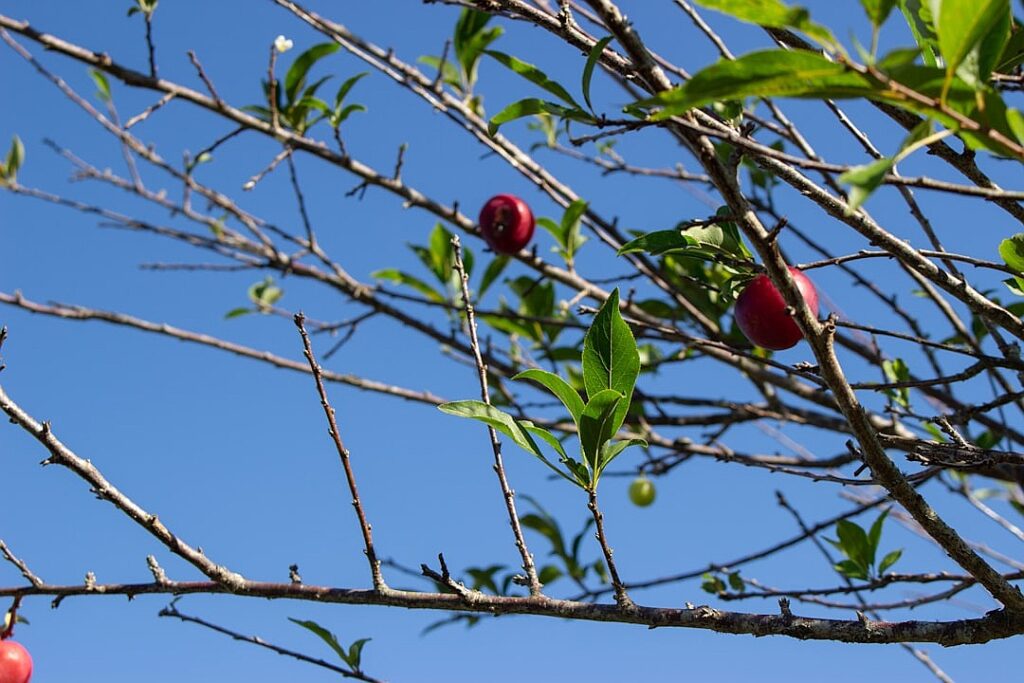 Apple of my AI: the changes coming for online dating