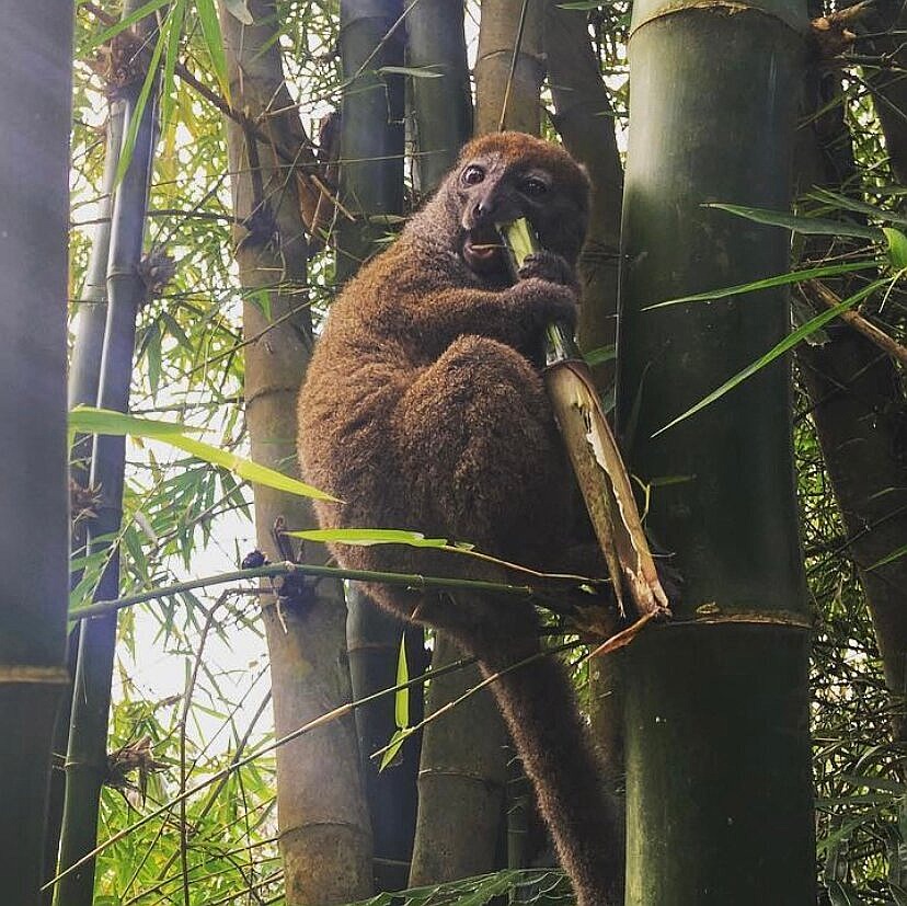 Lemurs in Madagascar Face an Unexpected Killer