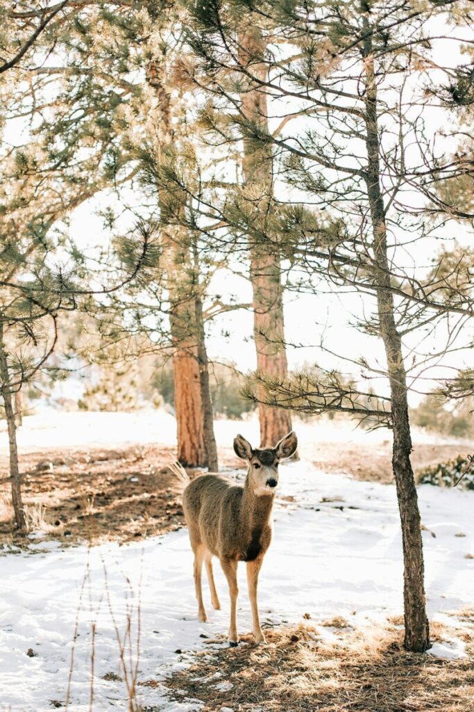 Does universal child care harm children?