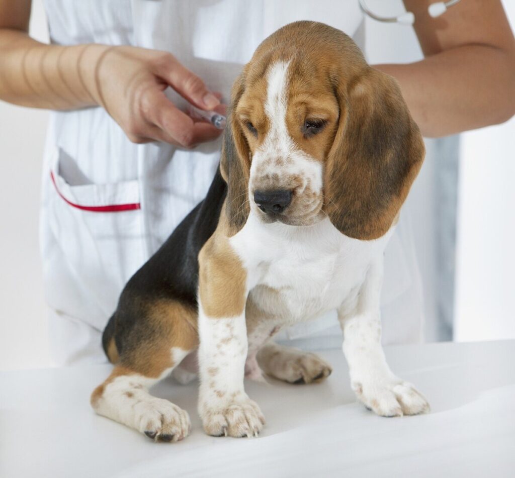 Miller: Rise in pet vaccine hesitancy cause for alarm