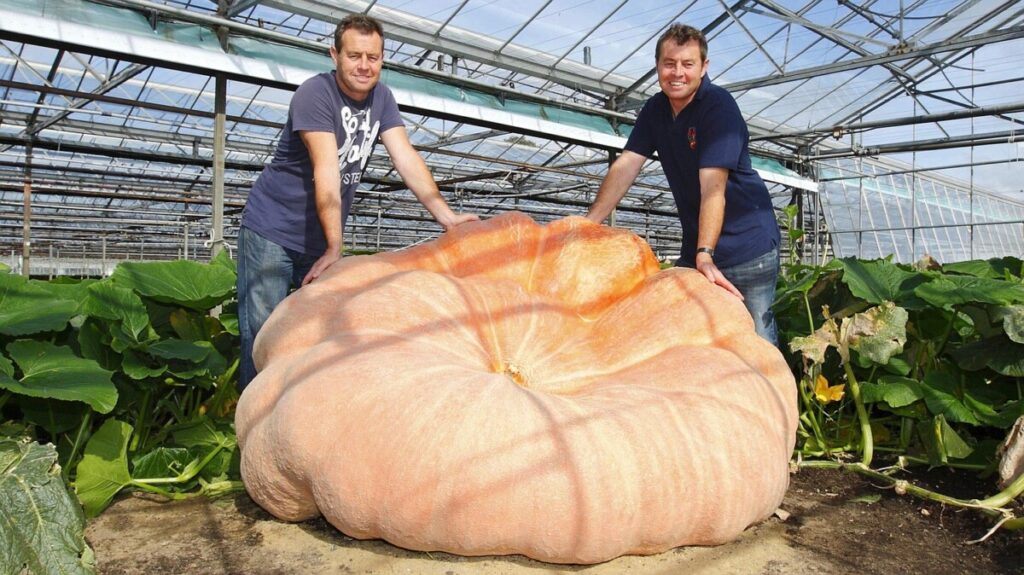Giant pumpkin growers face off for world gourd domination
