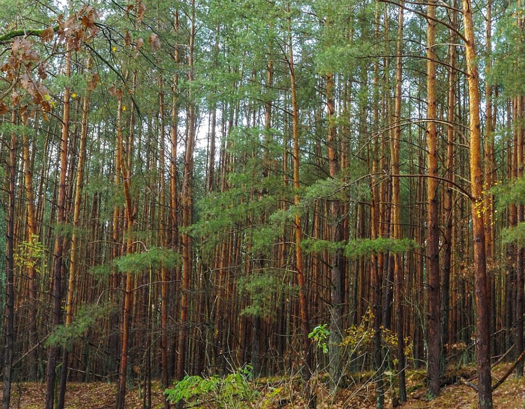 Elon Musk’s $1trn pay deal highlights companies’ superstar dilemma