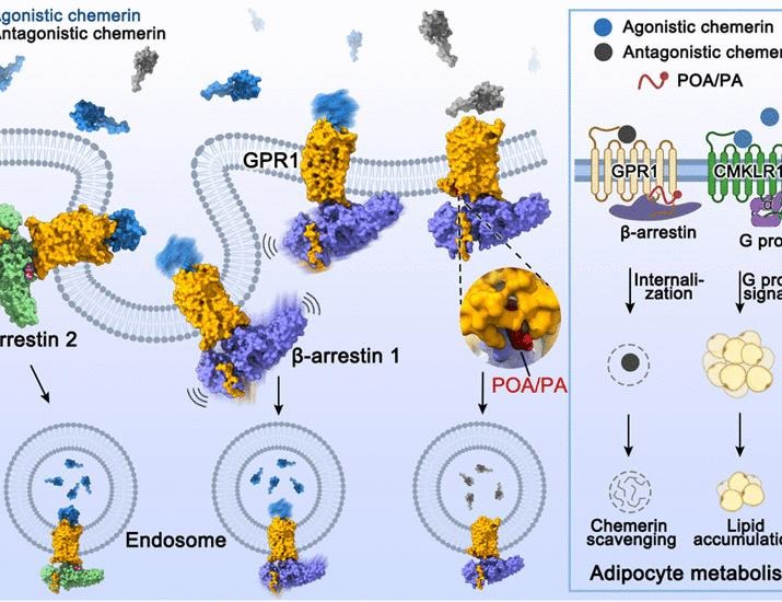 Noncanonical agonist-dependent and -independent arrestin recruitment of GPR1 | Science