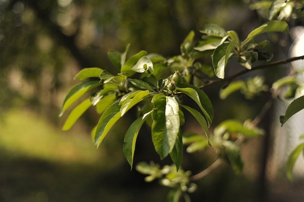 Apple of my AI: the changes coming for online dating