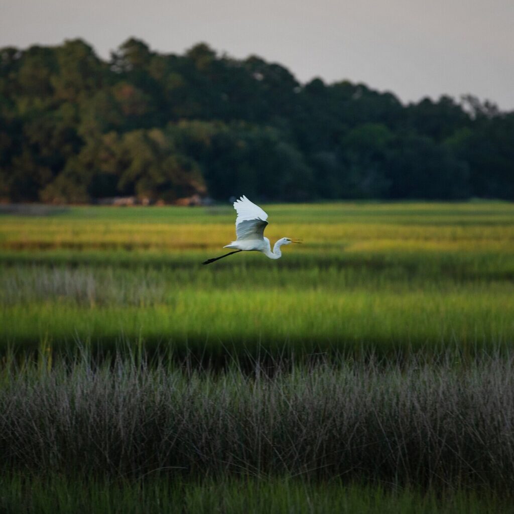 E.P.A. Drastically Limits Protections for Wetlands