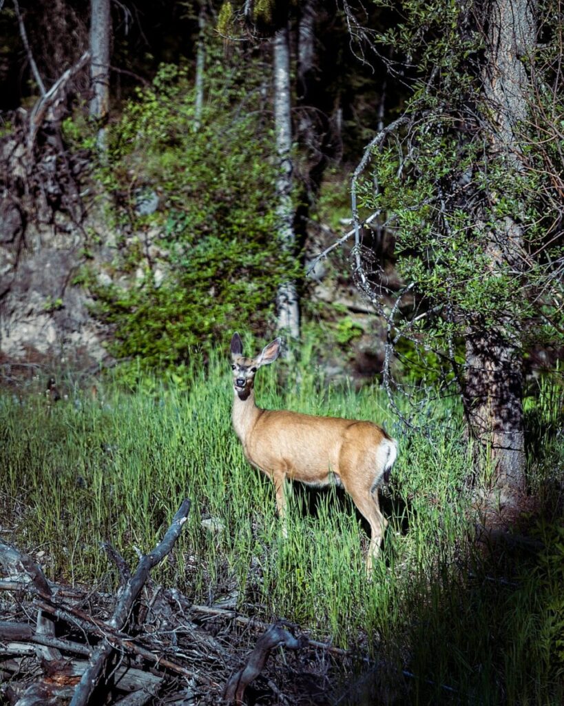 Does universal child care harm children?