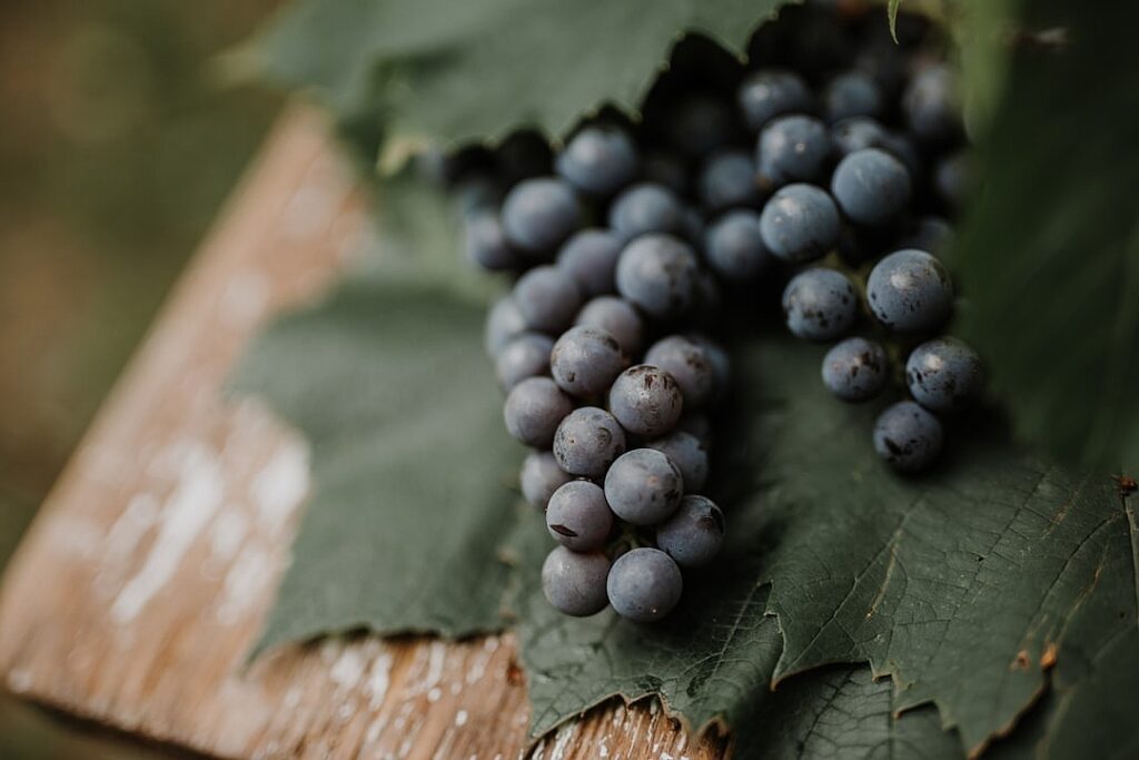 Grape expectations: Chinese wine may be finer than you think