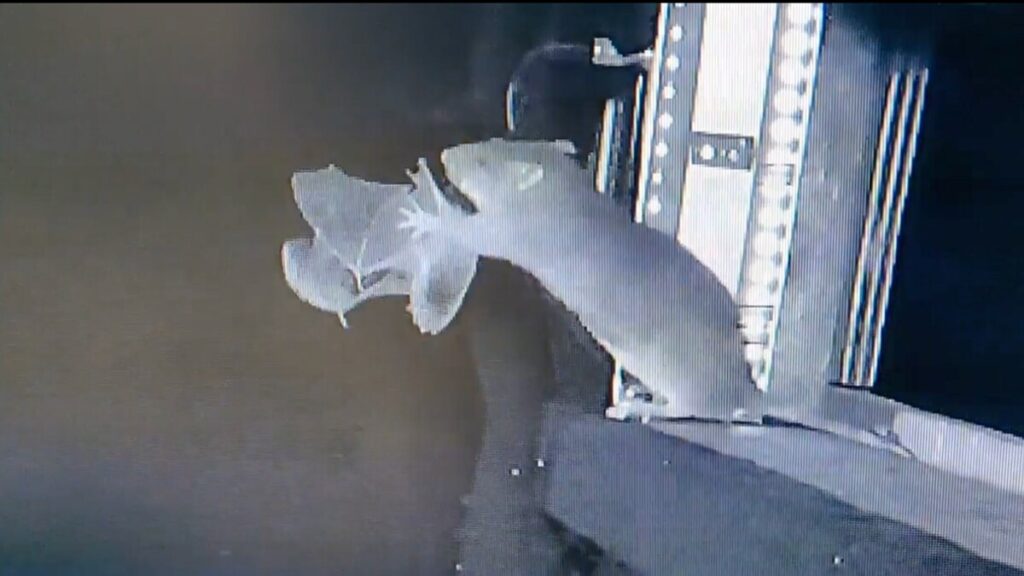 Wait, what? A RAT caught and ate a BAT? And there’s video! What does it portend?
