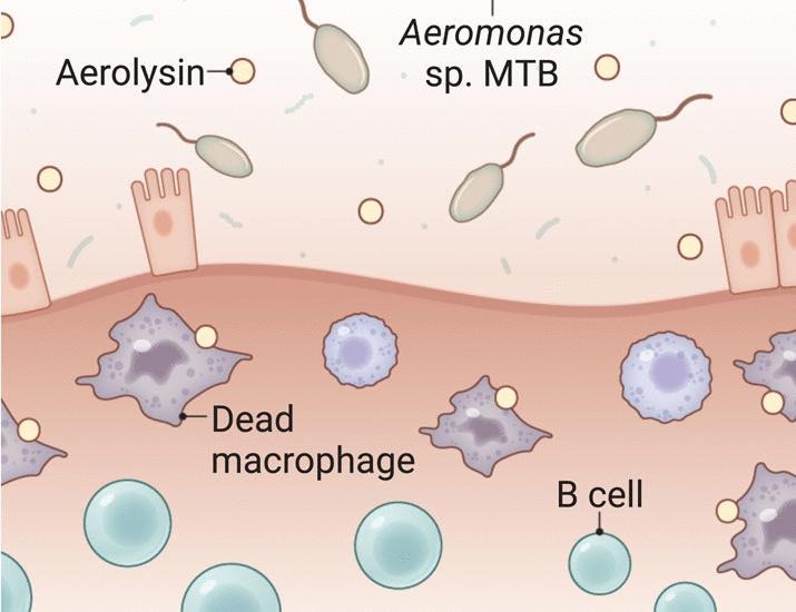 A bacterial toxin disarms gut defenses against inflammation | Science