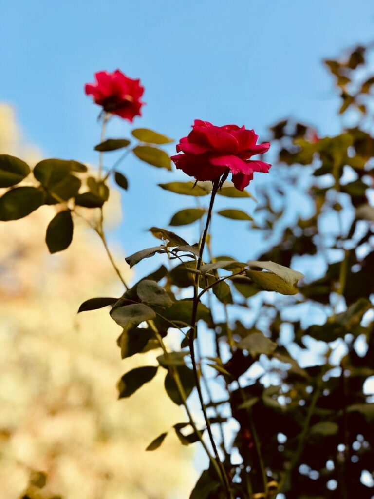 Cover Story newsletter: How we chose the cover image