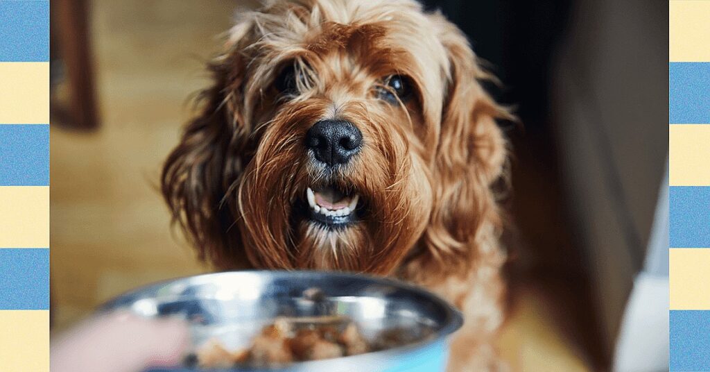 How to Get Your Cat or Dog to Lose Weight—Experts Weigh In (2025)