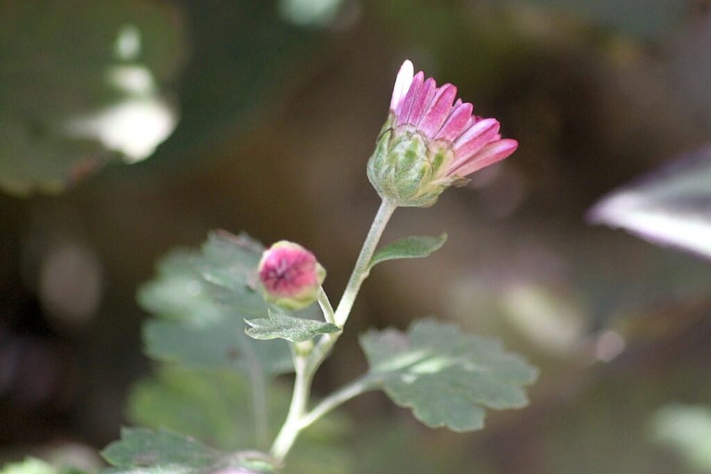 A Therapist’s Advice on How to Navigate the Holiday Season With Family