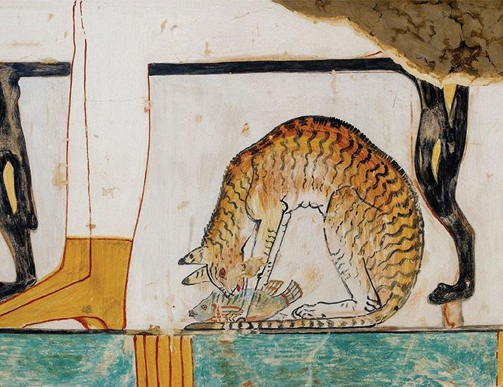 The cat diaspora out of Africa | Science