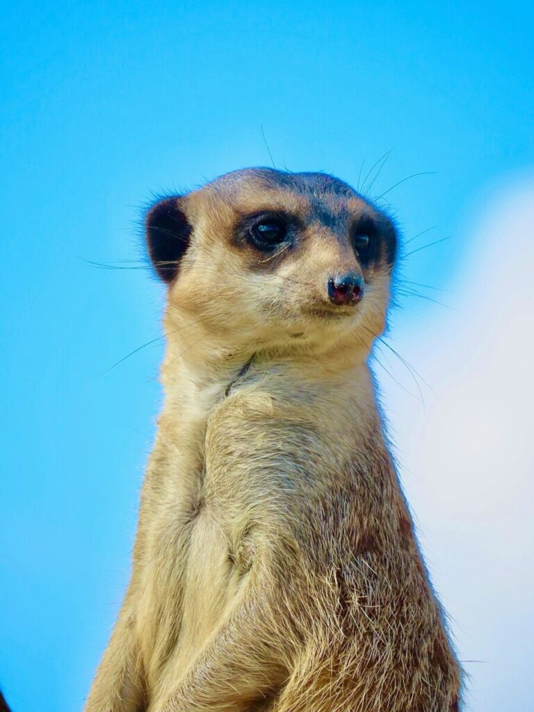 See how Donald Trump is creating his own police force