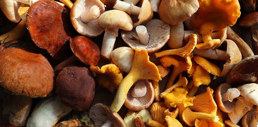 Mid-Atlantic mushroom foragers collect 160 species for food, medicine, art and science