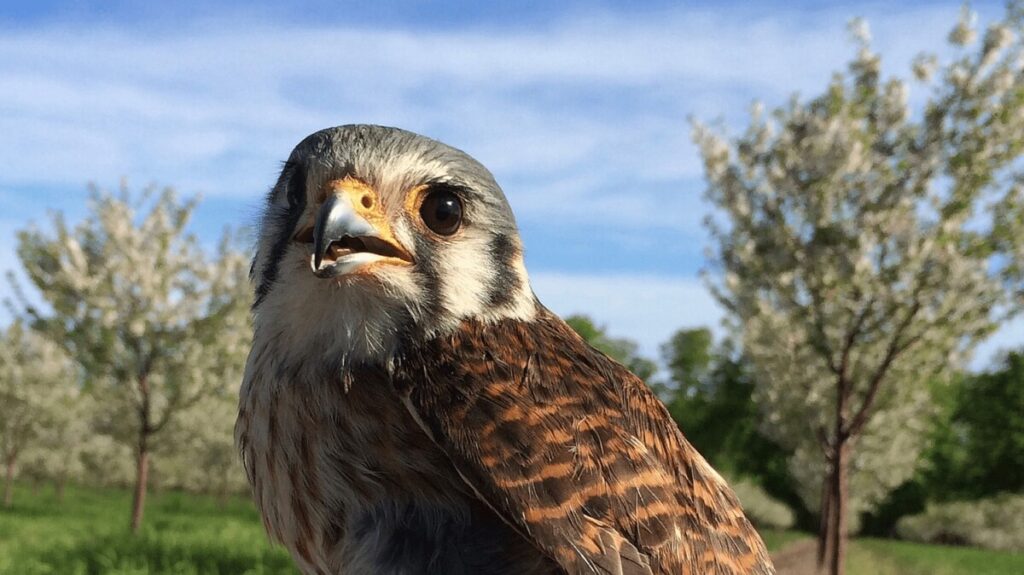 Falcons help keep bird poop off your delicious cherries