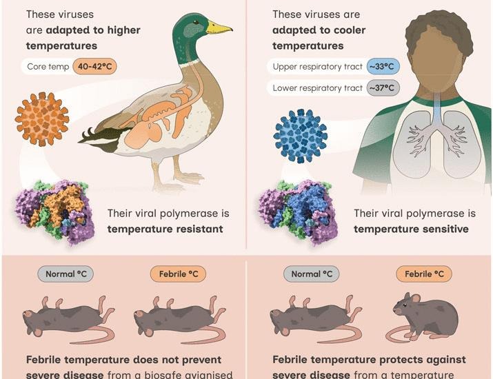 Avian-origin influenza A viruses tolerate elevated pyrexic temperatures in mammals | Science