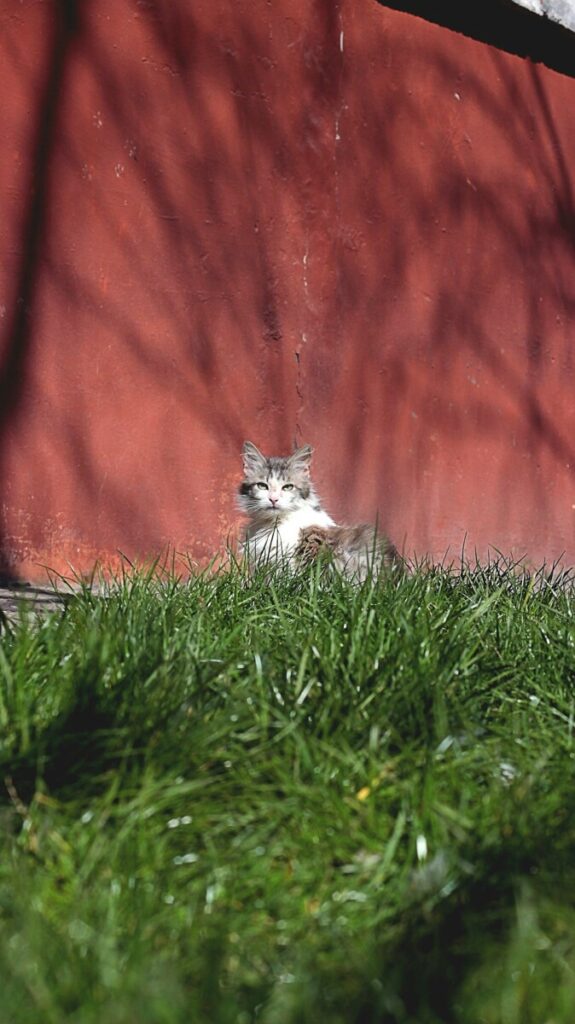 More Americans are being put to death