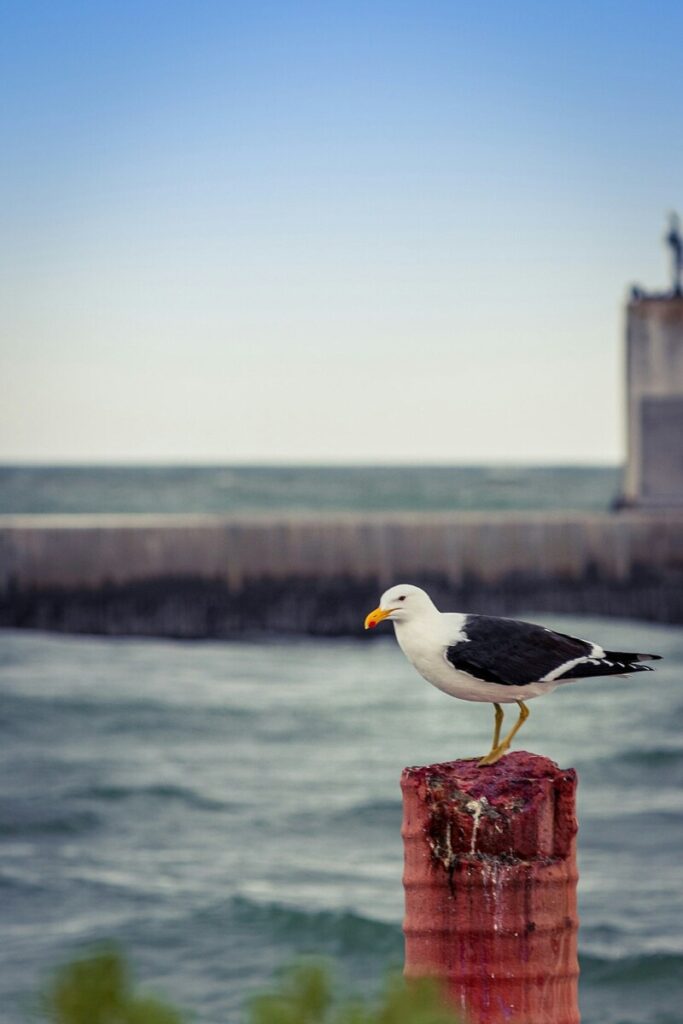 Perch