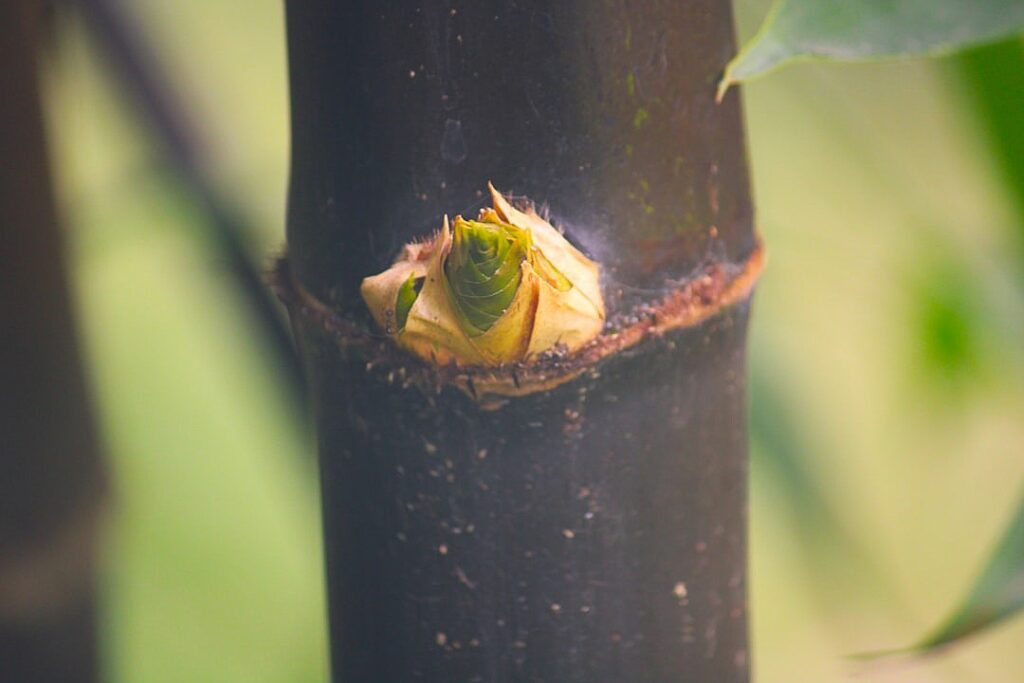 How do you replace a CEO like Tim Cook or Warren Buffett?