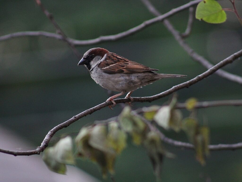 Perch