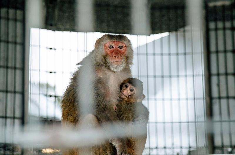 Exclusive: CDC to end all monkey research